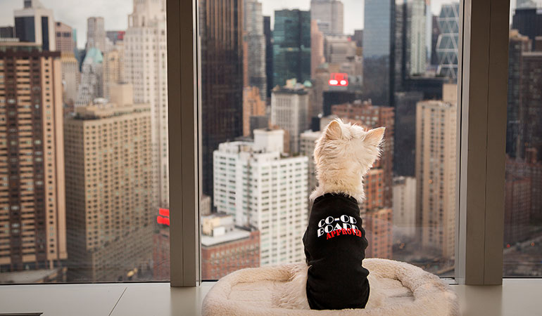 New Yorkie - Pup Overlooking the City